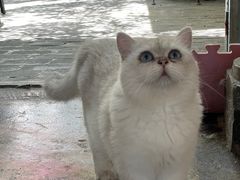 -喵屿·大理花园猫咖