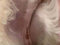 -乐琪宠物医院·犬猫专科·骨外科·急重症