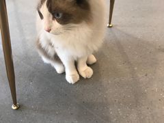 -飞行喵MR PILOT|猫舍·猫咖(静安大融城店)