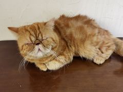 -猫友咖啡店(玉林西路店)