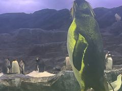 -新加坡飞禽公园
