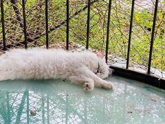 -喵屿·大理花园猫咖