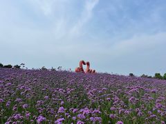 -西京湾花海
