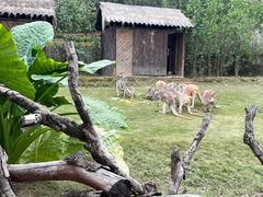 -泉州海丝野生动物世界