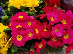 -双季花艺园艺市场(浦东店)
