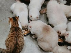 -瞄一喵猫咖(格力海岸店)