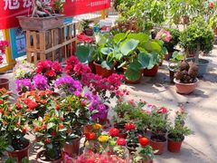 -中环花鸟鱼虫市场