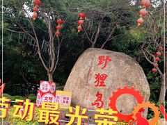 -野狸岛