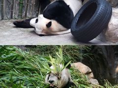 -皇家御河游(紫御湾码头)