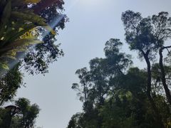 -深圳仙湖植物园