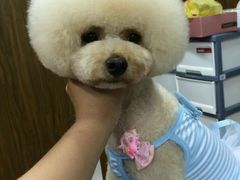 -鑫艺宠物美容培训学校