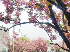 -嘉定紫藤园