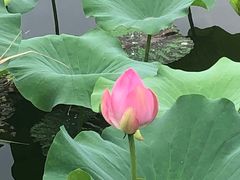 -荷塘月色湿地公园·向阳花洲