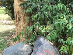 -中国科学院西双版纳热带植物园