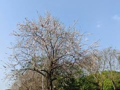 -东莞植物园