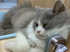 -屋虎猫馆(宝安大仟里店)