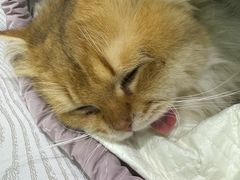 -纳吉亚猫专科动物医院·北北分院