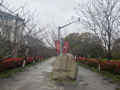 -高东镇樱花园