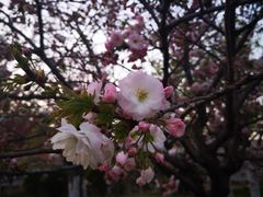 -西安青龙寺遗址景区