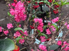 -东川新街市(东川市场店)