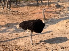 -清迈夜间动物园