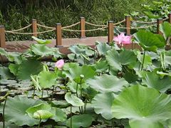 -陈家山荷花公园