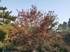 -香山公园