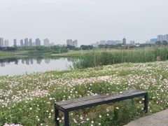 -洋湖国家湿地公园
