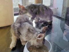 -70cat德文卷毛猫·缅因猫纯种猫舍