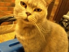 -more than meow吴止猫主题餐厅(承德 中船汇店)