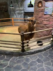 -Zoolung Zoolung动物主题公园(海信广场店)