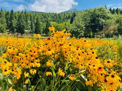 -武陵山森林公园