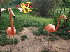 -青岛森林野生动物世界