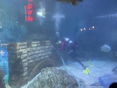 -烟台海昌鲸鲨海洋公园