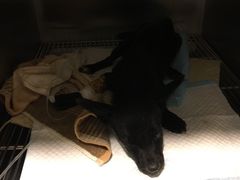 -骐奇宠物诊疗中心(南亭公路店)