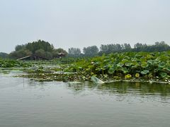 -白洋淀景区