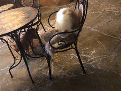 -猫猫幼稚园·撸猫·桌游·电玩