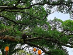 -江心屿景区