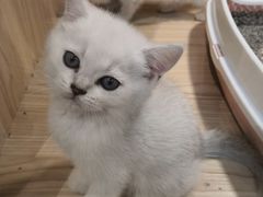 -屋虎猫馆(宝安大仟里店)
