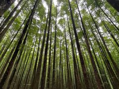 -山王坪喀斯特国家生态公园