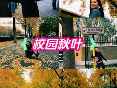 -三里屯东五街银杏大道