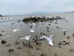 -深圳湾公园(南山区)