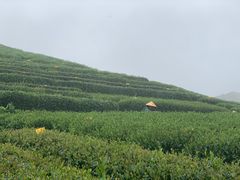 -听风阁农家私房菜茶楼(龙坞店)