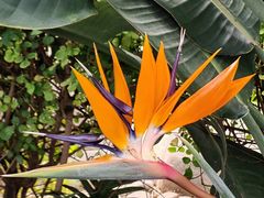 -南宫五洲植物乐园