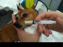 -伟伟宠物医院·CT影像中心·瑞派犬猫综合性门诊(汉口总院)