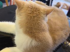 -平行世界·猫咖(首经贸店)