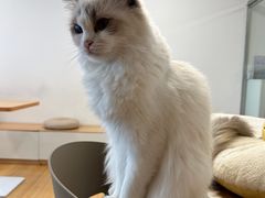 -有喵·猫咖·狗咖·30几只猫10只小狗(岗厦店)