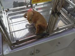 -1013 PET SHOP 宠物商店(近铁城市广场店)