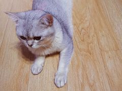 -纳吉亚猫专科动物诊疗中心(蒋宅口分院)