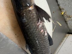 -邛海风味特色菜馆